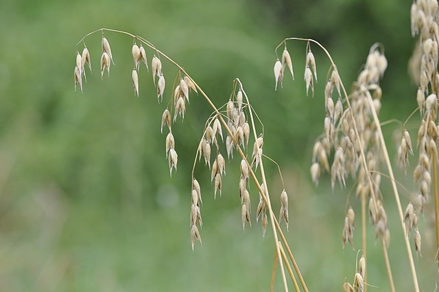 avoine latin avena - LAROUSSE