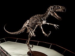 BYU Utahraptor skeletal mount.jpg