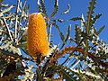 Banksia anshbyi
