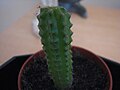 A juvenile Echinopsis lageniformis cactus that has been growing for roughly one year.