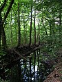 Bach im Naturschutzgebiet Freiburger Rieselfeld