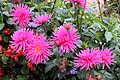 * Nomination Pink dahlias in Bad Wörishofen -- Spurzem 15:10, 17 March 2020 (UTC) * Promotion Good quality --PantheraLeo1359531 16:03, 17 March 2020 (UTC)