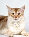 Kucing ras Somali dengan warna bulu berwarna perak cokelat kemerahan.