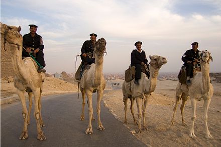 Mounted police on camels in Giza