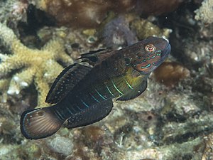 Amblygobius phalaena