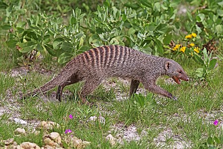 Mongoose