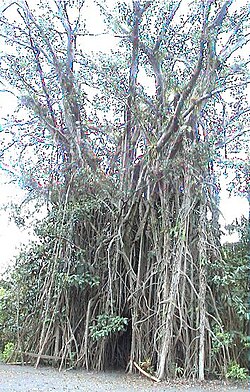 Ficus benghalensis