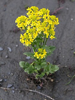 Peltokanankaali (Barbarea vulgaris)