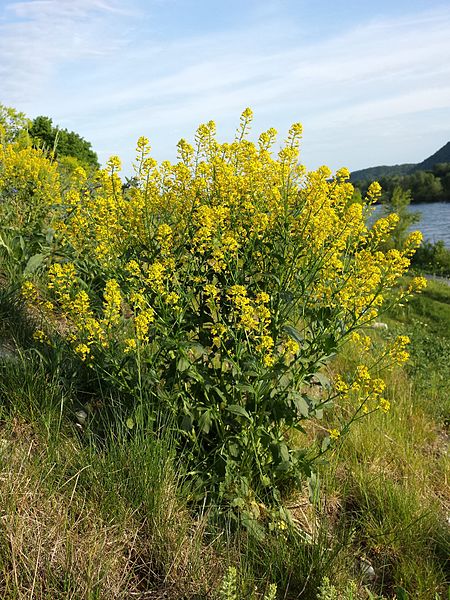 File:Barbarea vulgaris sl1.jpg