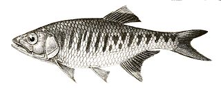 <i>Barilius gatensis</i> Species of fish