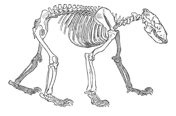 Bear Skeleton