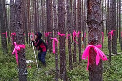 Ajakirja Imeline Teadus eripreemia: uurimisgrupp Jaapani Chiba ülikoolist koos Tallinna Ülikooli ökoloogia keskuse inimestega koostamas metsa 3D-mudelit Hiiumaal Luidjal. (Liisa Puusepp)