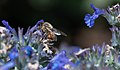 * Nomination A bee collecting nectar form Nepata --Tesla 09:51, 8 October 2020 (UTC) * Promotion Good quality. --Peulle 12:12, 8 October 2020 (UTC)