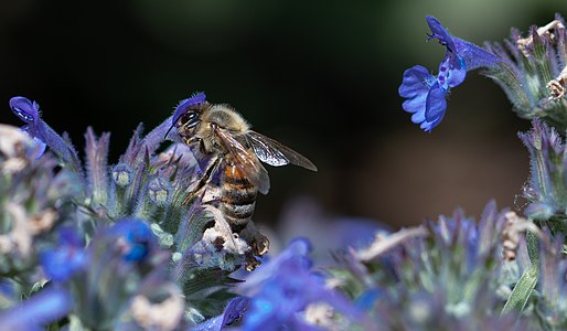 A Bee on Nepeta