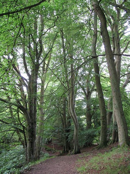 File:Beeches, Rumbling Bridge - geograph.org.uk - 554272.jpg