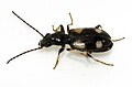 Bembidion tetragrammum WP - (kerbtier.de: Art sicher) Category in Commons