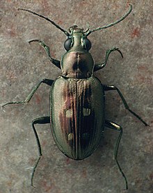 Bembidion lorquinii.jpg