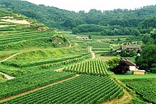 La vigne au pied du Totenkopf, à Bickensohl. Le loess est bien visible en haut, à gauche.