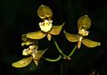 Bifrenaria charlesworthii flowers