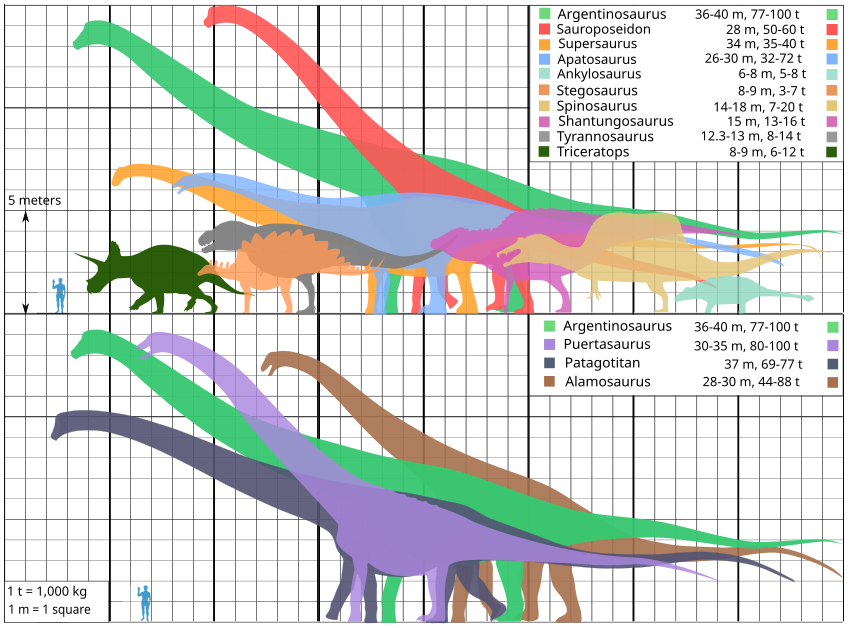 איור השוואתי של גדלי דינוזאורים מפורסמים מ-5 ענפים שונים, בהם טריצרטופס (בירוק כהה). מקרא ומפתח מינים:      ארגנטינוזאורוס,      פטגוטיטאן,      פוארטזאורוס,      אלמוזאורוס,      זאורופוסידון,      סופרזאורוס,      אפטוזאורוס,      אנקילוזאורוס,      סטגוזאורוס,      ספינוזאורוס,      שאנטונגוזאורוס,      טירנוזאורוס,      טריצרטופס.