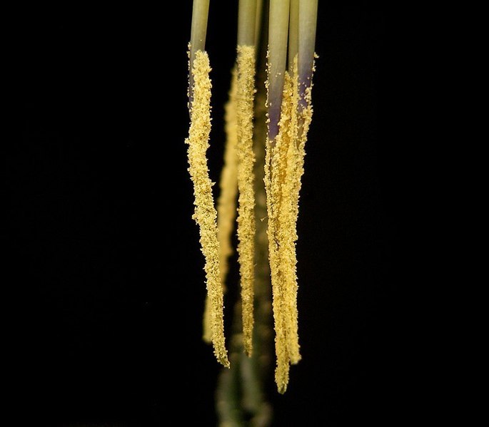 File:Billbergia x windii09 ies.jpg