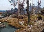 Norrländsk skog med bland annat björn