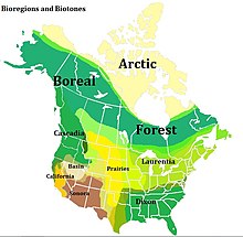 One scheme of potential North American bioregions. The band of colour represent transitional biotones. Bioregions and Biotones of North America.jpg