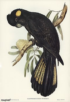Bird illustration by Elizabeth Gould for Birds of Australia, digitally enhanced from rawpixel's own facsimile book352.jpg