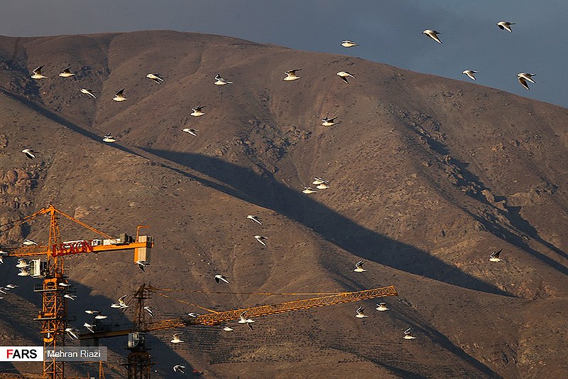 File:Bird migration, Tehran, Iran, 9 December 2019 3.jpg