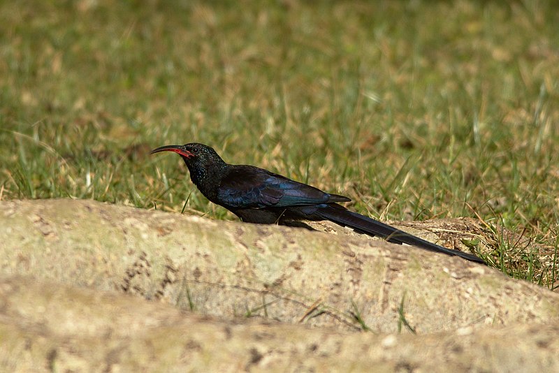 File:Black-billed Wood-hoopoe (Phoeniculus somaliensis).jpg