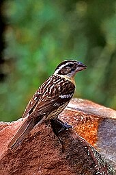 The female of this species looks similar to the female of the rose-breasted grosbeak and is best separated on geographical range. Black-headed Grosbeak Female, Santa Fe.jpg