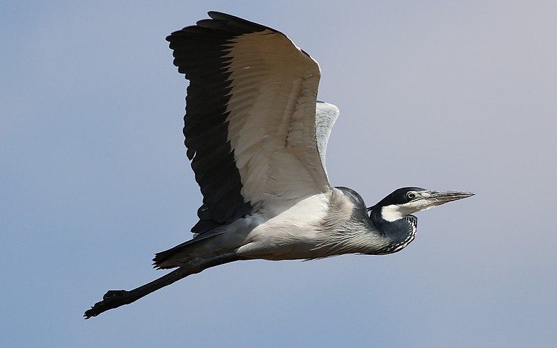 File:Black-headed Heron, Ardea melanocephala at Marievale Nature Reserve, Gauteng, South Africa (21086630318).jpg