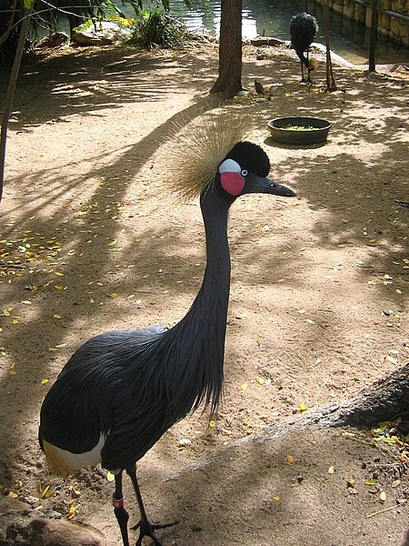 File:Black Crowned Crane (4148663681).jpg