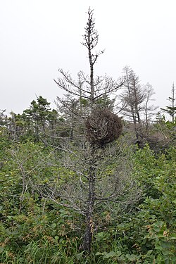 Spruce (Picea sp.) infected with Spruce Witch's Broom Rust (Chrysomyxa arctostaphyli)