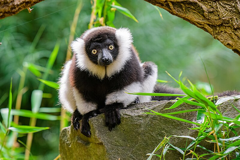 File:Black and white ruffed lemur - 52673713480.jpg