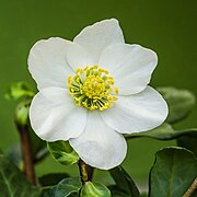 Bloem van een kerstroos (Helleborus niger) 16-12-2021. (d.j.b) 02.jpg