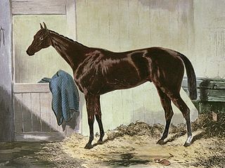 Blue Gown horse