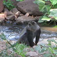 Blue monkey - Wikipedia