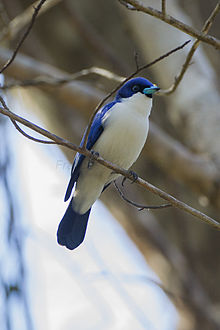 Adult male blue vanga. Blue vanga (Cyanolanius madagascarinus).jpg