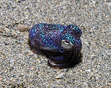 Bobtail squid.jpg