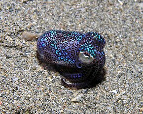 Descrizione dell'immagine Bobtail squid.jpg.