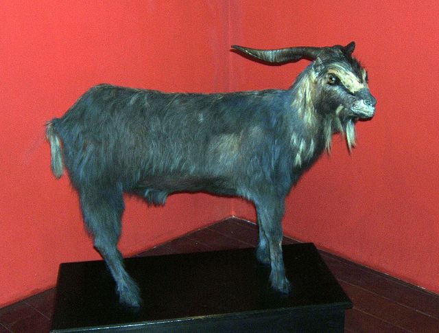 The billy-goat Ioiô on display in the Museum of Ceará in Fortaleza, Ceará, Brazil.