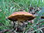 Boletus queletii 01.jpg