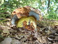 English: Boletus xanthopurpureus, Luční, Czech Republic