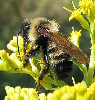 <i>Bombus citrinus</i>