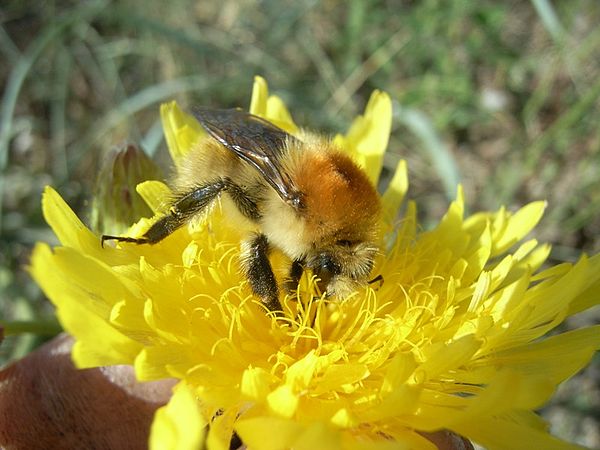 Bombus muscorum drinking nectar with its long proboscis