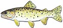 Drawing of Bonneville cutthroat trout