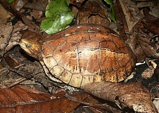 <span class="mw-page-title-main">Bourret's box turtle</span> Species of turtle