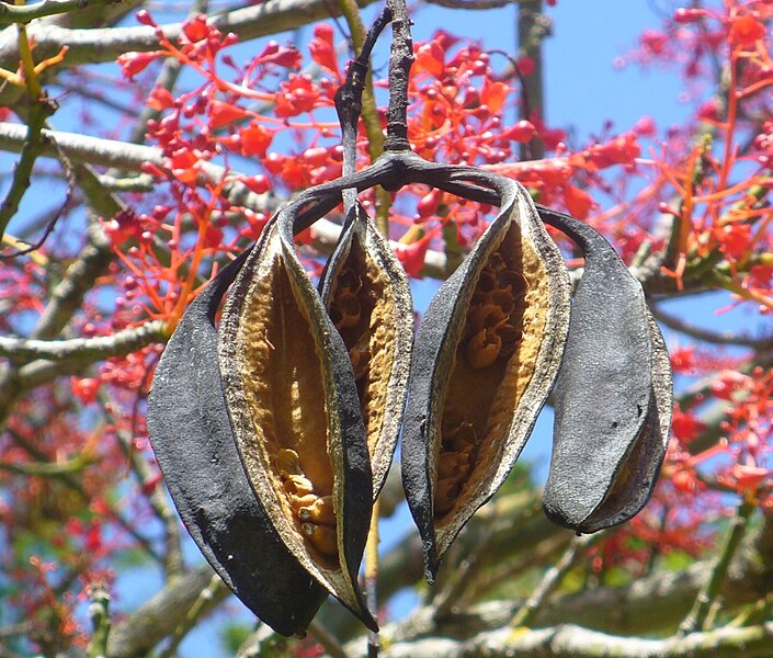 File:Brachychiton acerifolius seedpod, Cape Town, South Africa - 20061126.jpg