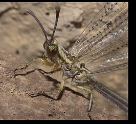 Brachynemurus abdominalis